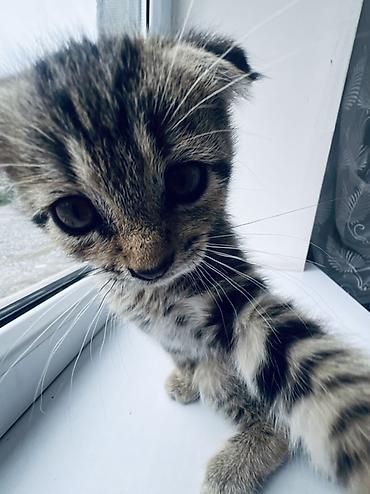 Продажа кошек: Шотландские вислоухие котята (Scottish Fold) - Порода: шотландская — 3