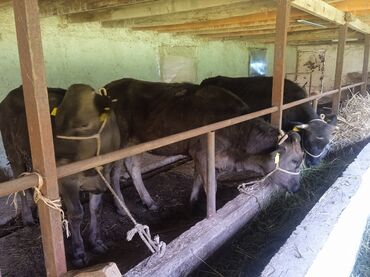 Коровы, быки: Продаю | Тёлка | Алатауская | На забой | Искусственник