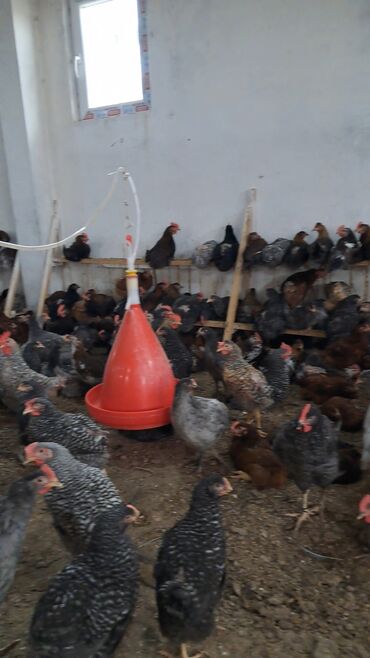it balalari satisi: 2 AYLIQ SUPER CİNS XORUZLAR SATILIR 800 ƏDƏD VAR TOPDAN VE YA YARI
