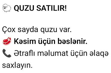 et satisi: Qoyun, quzu və əmblik satılır! Təbii kənd məhsulları — keyfiyyətli və — 3