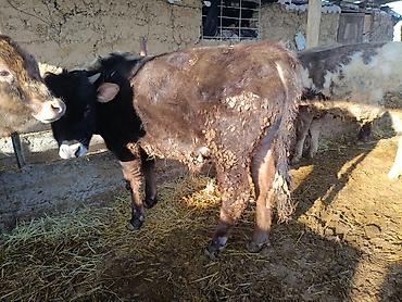 Коровы, быки: Продаю | Бык (самец) | На откорм | Привязанные — 6