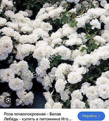 Роза: Саженцы — 29