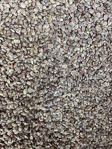 Эспарцет: Эспарцет. Семенное хозяйство Победитель. сорт: Иссык Кульский. 2 — 11