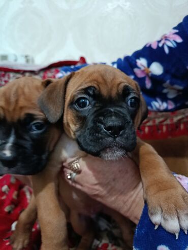 акустические системы monster колонка в виде собак: Щенки боксёра - Порода: боксёр (классический окрас — рыжий с чёрной