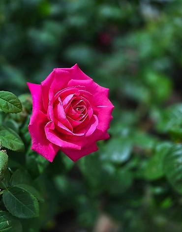 чайные розы: Саженцы — 2