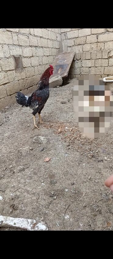 o şamo: Xoruz, Heyratı, il: <1, Ünvandan götürmə