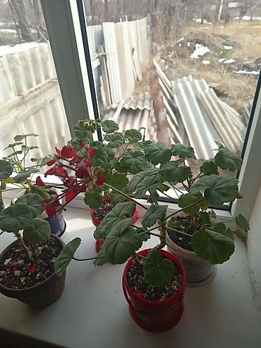 Другие комнатные растения: Комнатные растения в горшках Предлагаются комнатные растения на — 11