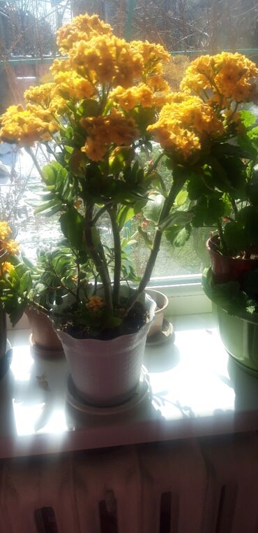 экзотические растения бишкек: Другие комнатные растения