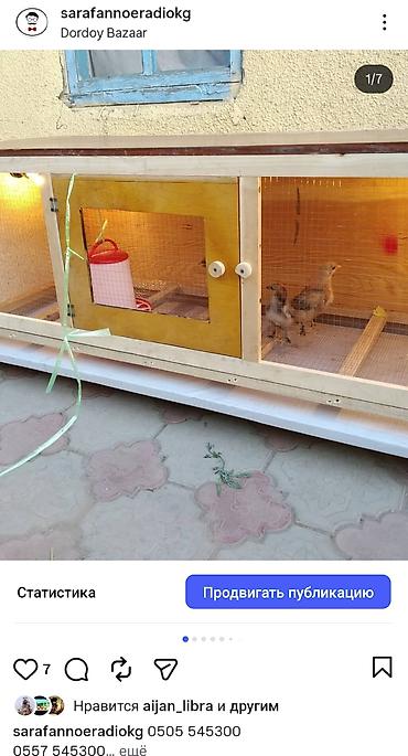 Товары и оборудование для с/х животных: Брудеры для цыплят утят гусят индюшат фазанов павлинов, домашние — 13