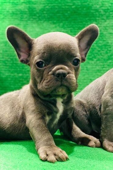 Psi: Štenci francuskog buldoga egzotične plave boje bez tigrine, veseli — 4