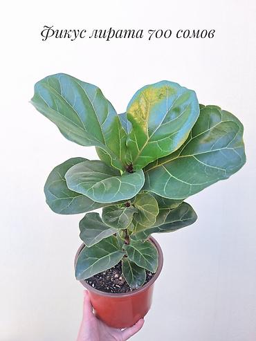 фикус: 🪴 Фикусы разных сортов в продаже. 🌿 Названия сортов и цены указаны на — 9