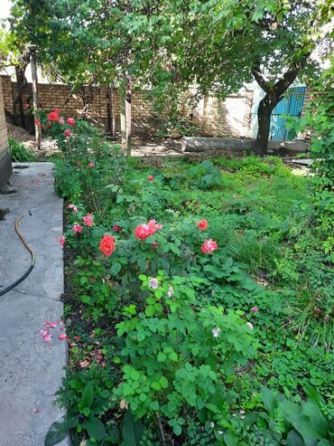 Продажа домов: Дом, 73 м², 5 комнат, Собственник, Косметический ремонт at lalafo.kg — 4 Продажа домов: Дом, 73 м², 5 комнат, Собственник, Косметический ремонт — 4