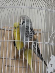 домик для собак: Salam, təmiz qan cexlər bir defe bala verib yene yuva qızdırırlar