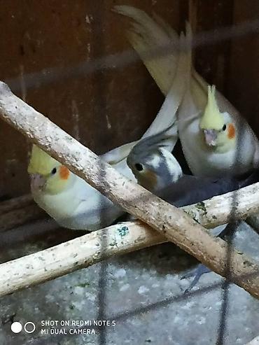 bulbul satılır: Salam. Diqqet alarken temizliye fikir verin///////// sultan adi ile — 4