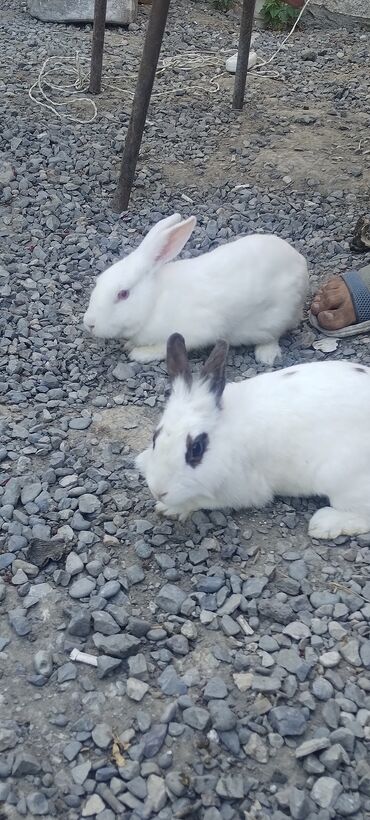 karlik dovşanlar: Cutu 30 manata