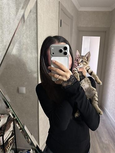 Животные: Полосатый котёнок с ярким «диким» окрасом: контрастные тёмные полосы — 3
