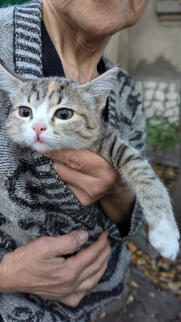 породистые котята бесплатно: 2 месяца, Девочка, Приучена к лотку, Проглистована, С прививками