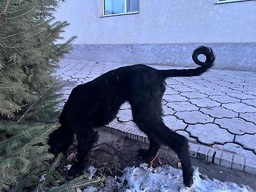 Продажа собак: Тайган, 4 месяца, Самка, С прививкой — 2