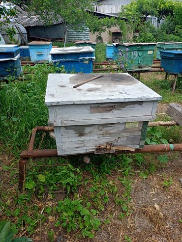 Arılar: Ari satilir.80 azn veçə arı.130azn ana arı. ülvan Quba rayonu Rustov