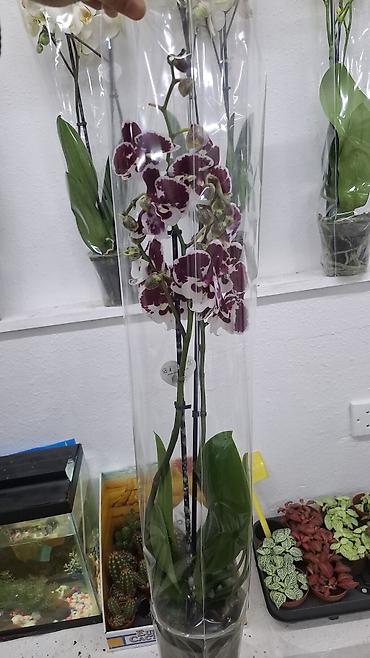 Digər bitkilər: Phalaenopsis orkide – saksıda, müxtəlif rənglərdə Məhsulun — 1