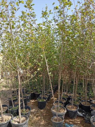 vələs ağacı: Qara qablarda olan gənc ağaclar satılır. Bu ağaclar həyətləri, bağları