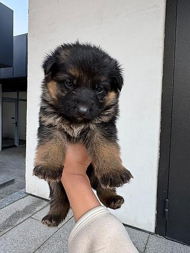 тайган собаки: 🐕 ПРОДАЮТСЯ ЧИСТОКРОВНЫЕ НЕМЕЦКИЕ ОВЧАРКИ! 🐕 Предлагаем к продаже — 7