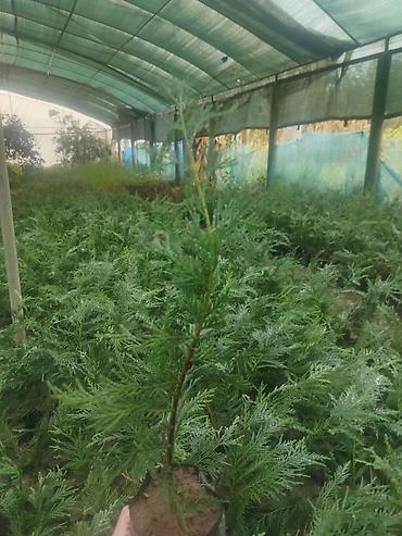 zeytun agaci qiyməti: Leylandra limonnu yolka şitilleri satisda qiymet topdan 1 manat — 1