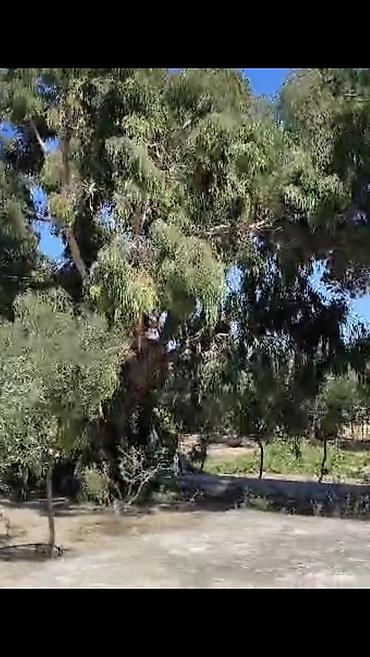 Torpaq sahələrinin satışı: 6 sot, Tikinti, Kupça (Çıxarış) -da lalafo.az — 27 Torpaq sahələrinin satışı: 6 sot, Tikinti, Kupça (Çıxarış) — 27