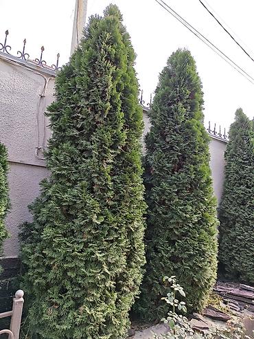 лесная красавица: Туя западная (Thuja occidentalis), форма — пирамидальная/колоновидная — 2