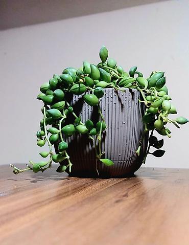 Otaq bitkiləri: Qara plastik qabda olan bu şirəli bitki otağınıza və ya ofisinizə — 12