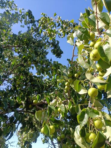 Продажа домов: Дом, 300 м², 4 комнаты, Собственник, Косметический ремонт at lalafo.kg — 16 Продажа домов: Дом, 300 м², 4 комнаты, Собственник, Косметический ремонт — 16