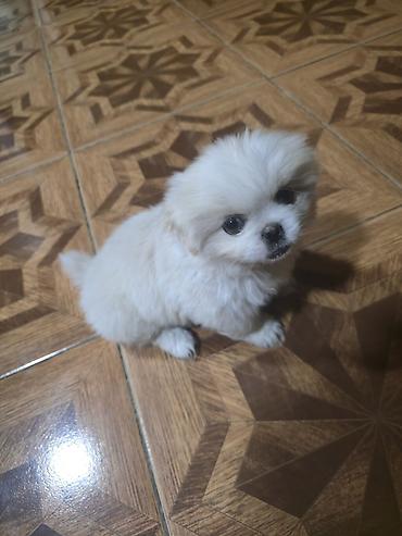 İtlər: Pekines, 2 ay, Dişi — 5