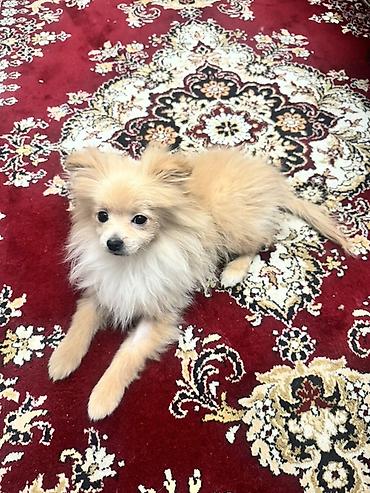 spitz: Şpitz, 6 ay, Erkək, Peyvəndli — 4