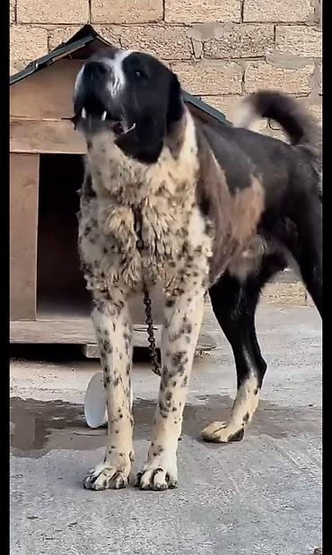 akita iti satilir: Qurdbasar, 2 il, Erkək — 3