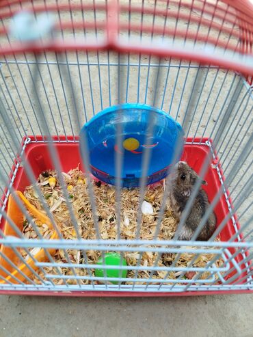 Digər heyvanlar: 1 aydı alınıb hər şeyi var.su qabı, yemək qabı, qəfəsi — 7