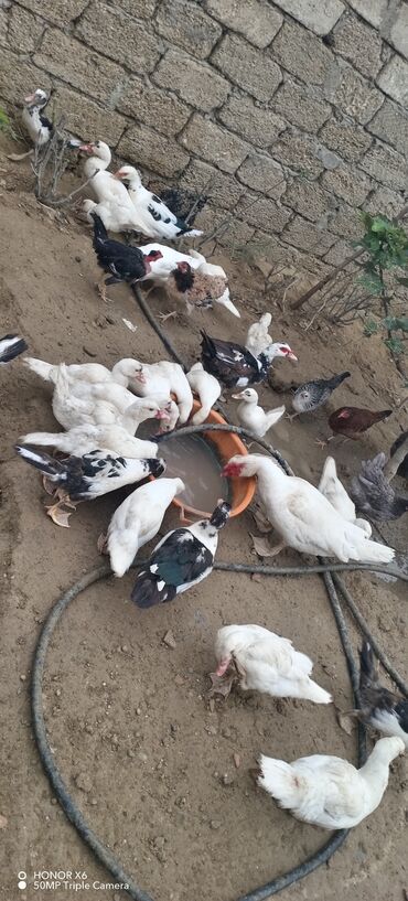 Ördəklər: Məhsul: Muskovi (Hind) ördəkləri – müxtəlif rənglərdə sürü Təsvir: - — 11