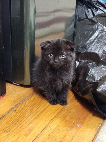 новорожденный котенок: Шотландский вислоухий котёнок, окрас — чёрный (solid). Особенности