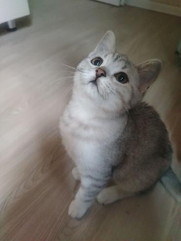 Pişiklər: Yaxşı əllərə — 8