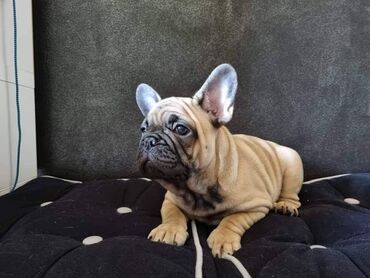 Psi: Muzijak francuskog buldoga dostupan za parenje,star 2 godine — 10