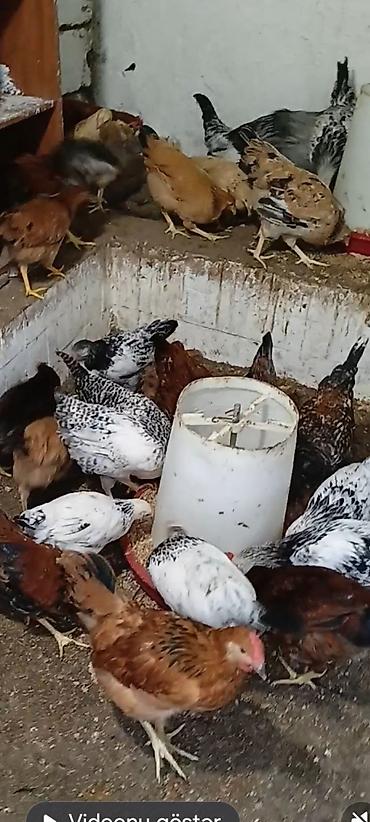 Digər quşlar: Toyuqlar satılır. vaksin olunublar. hövsan kəndi kənd şəraitində təbii — 1