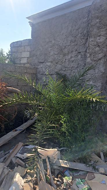 xurma palması: Xurma palmaları (Phoenix dactylifera) fidanları - Növ: Xurma palması — 3