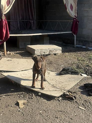 Продажа собак: Доберман, 4 месяца, Самец — 9