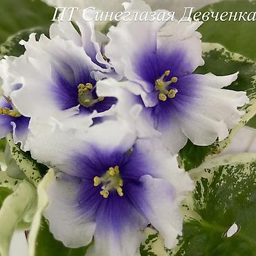 Фиалки и глоксинии: Фиалочки!!! Продам: 1. Укорененные черенки стандартных сортовых — 11