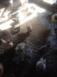 мопс щенок: Продаю цыплят