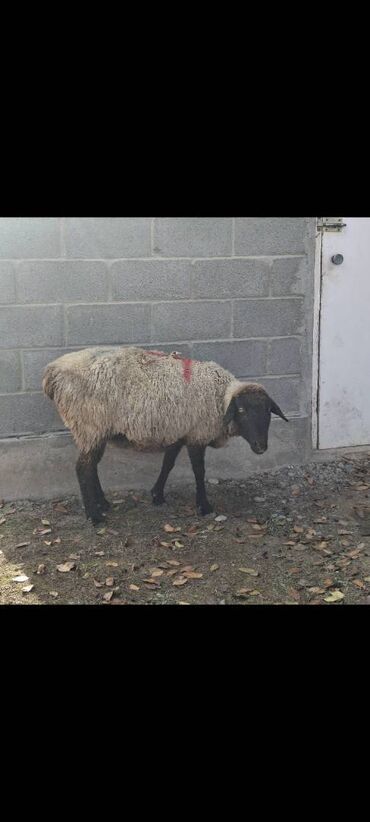 Бараны, овцы: Продаю | Овца (самка) — 2