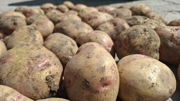 Картошка: Картошка Оптом — 7