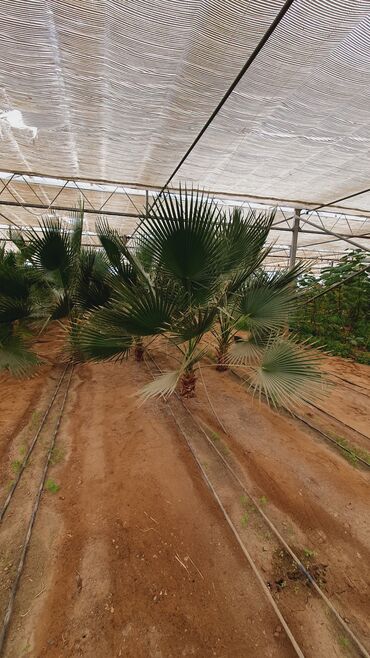 Bağ evlərinin satışı: Bakı, Türkan qəs., 1500 kv. m, 7 otaqlı, Hovuzlu, Qaz, İşıq, Su — 24