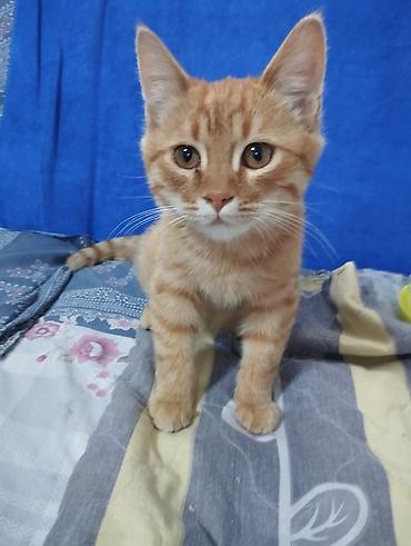 я ищу котенка: Кошка даром: Беспородная, Мальчик, Приучена к лотку — 1