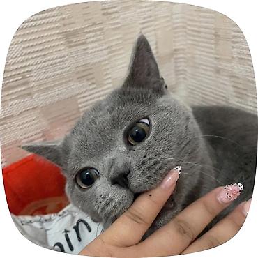 бомбейская кошка купить: Готов к спариванию 😍❗️ Британский короткошёрстный кот, окрас голубой — 1