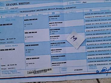 prodaja psi: Epanjel Breton štenad Dostupna nova štenad Epanjel Bretona iz — 8